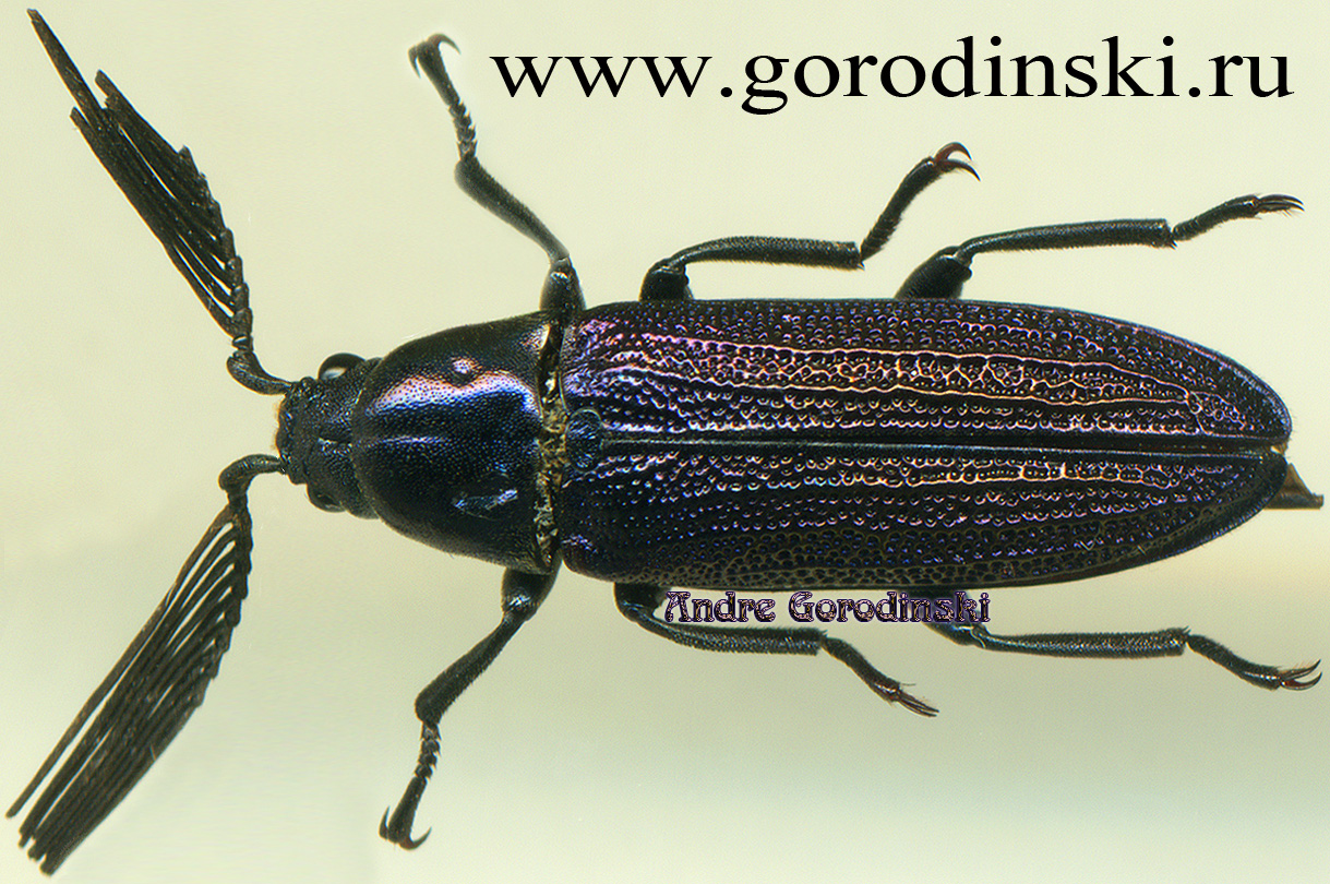 http://www.gorodinski.ru/oth_col/Callirhipidae sp..jpg